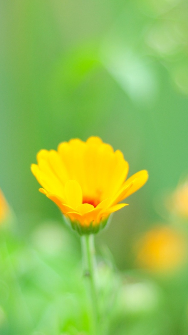 Sfondi Yellow Flowers 640x1136