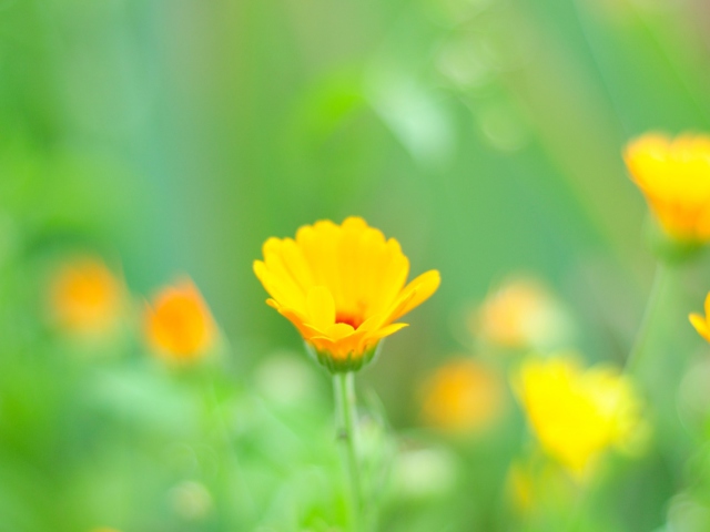 Sfondi Yellow Flowers 640x480