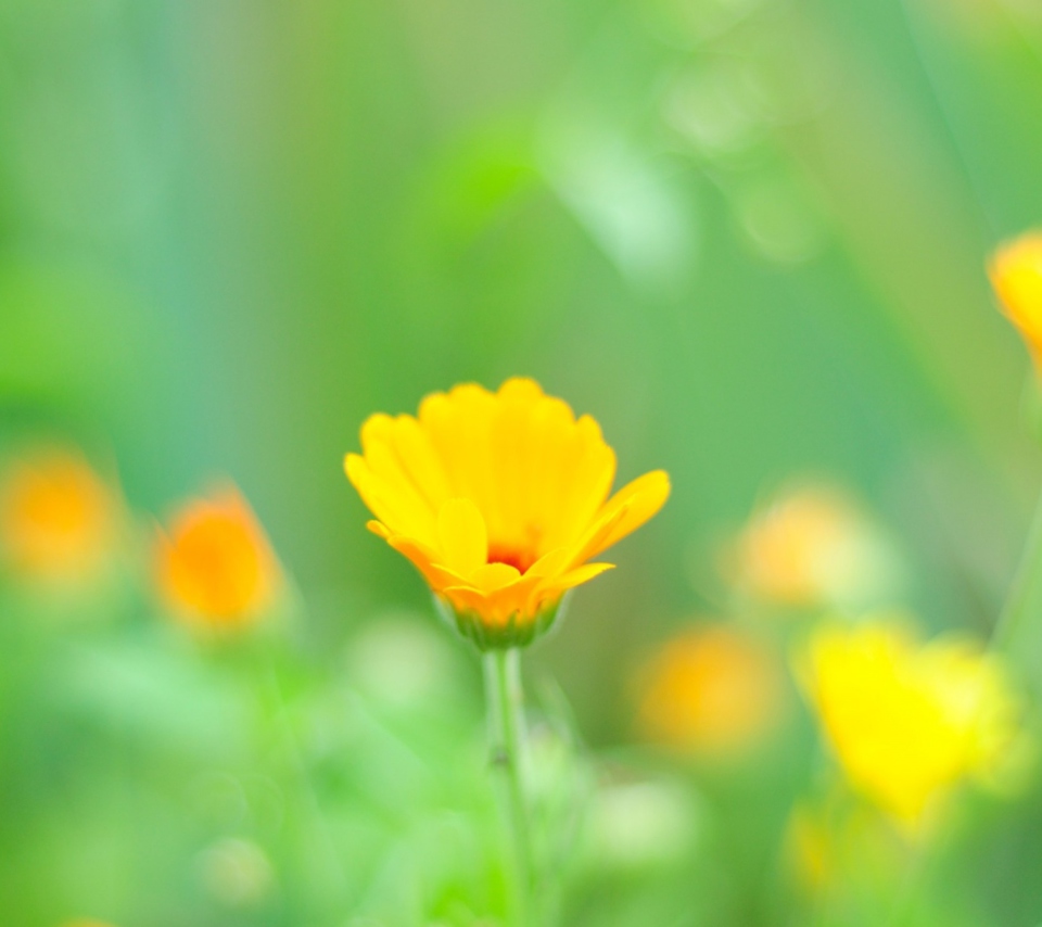 Обои Yellow Flowers 960x854