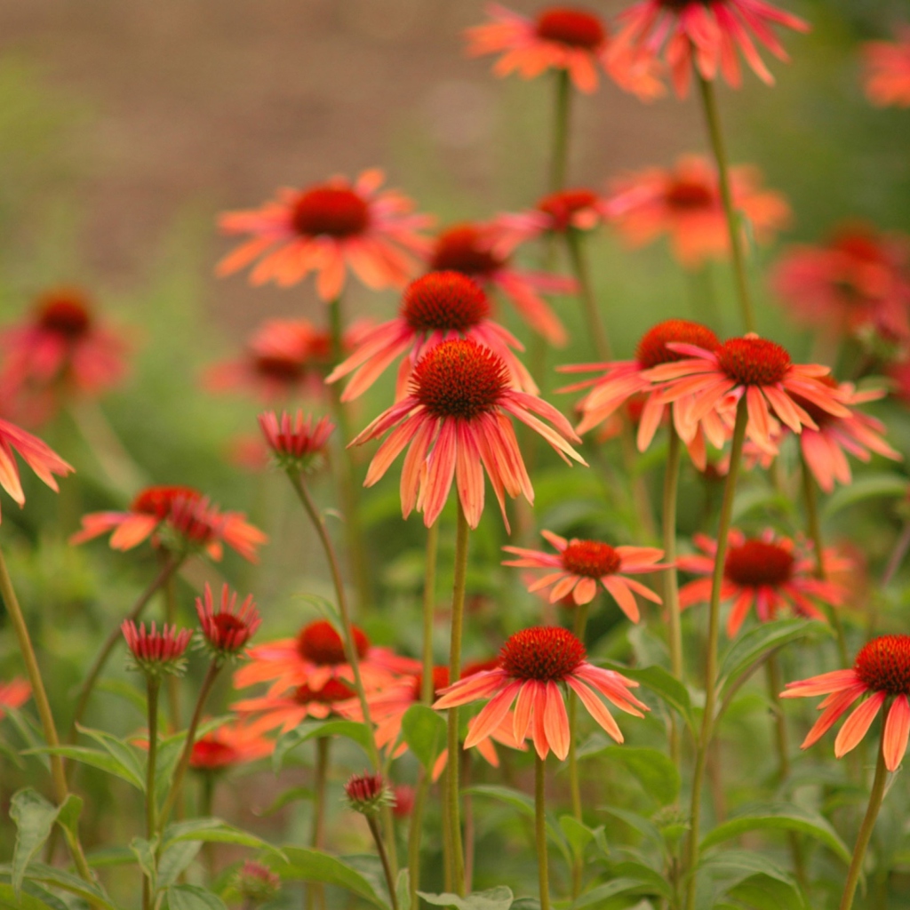 Das Red Daisies Wallpaper 1024x1024