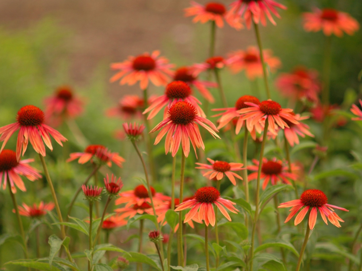 Red Daisies wallpaper 1152x864