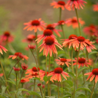 Kostenloses Red Daisies Wallpaper für 1024x1024