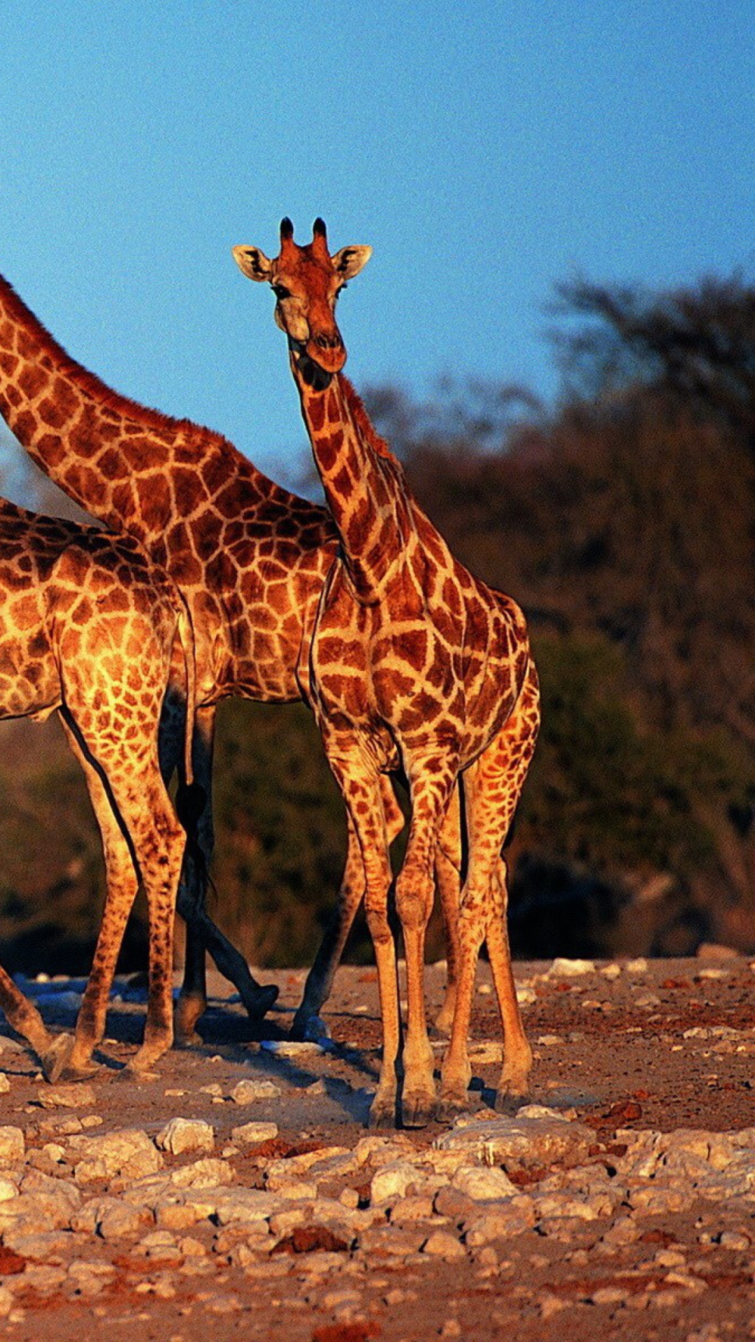Giraffes wallpaper 1080x1920