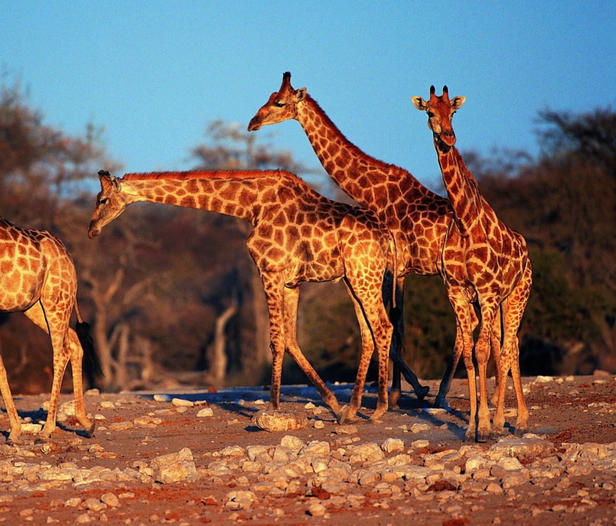 Giraffes wallpaper 1200x1024