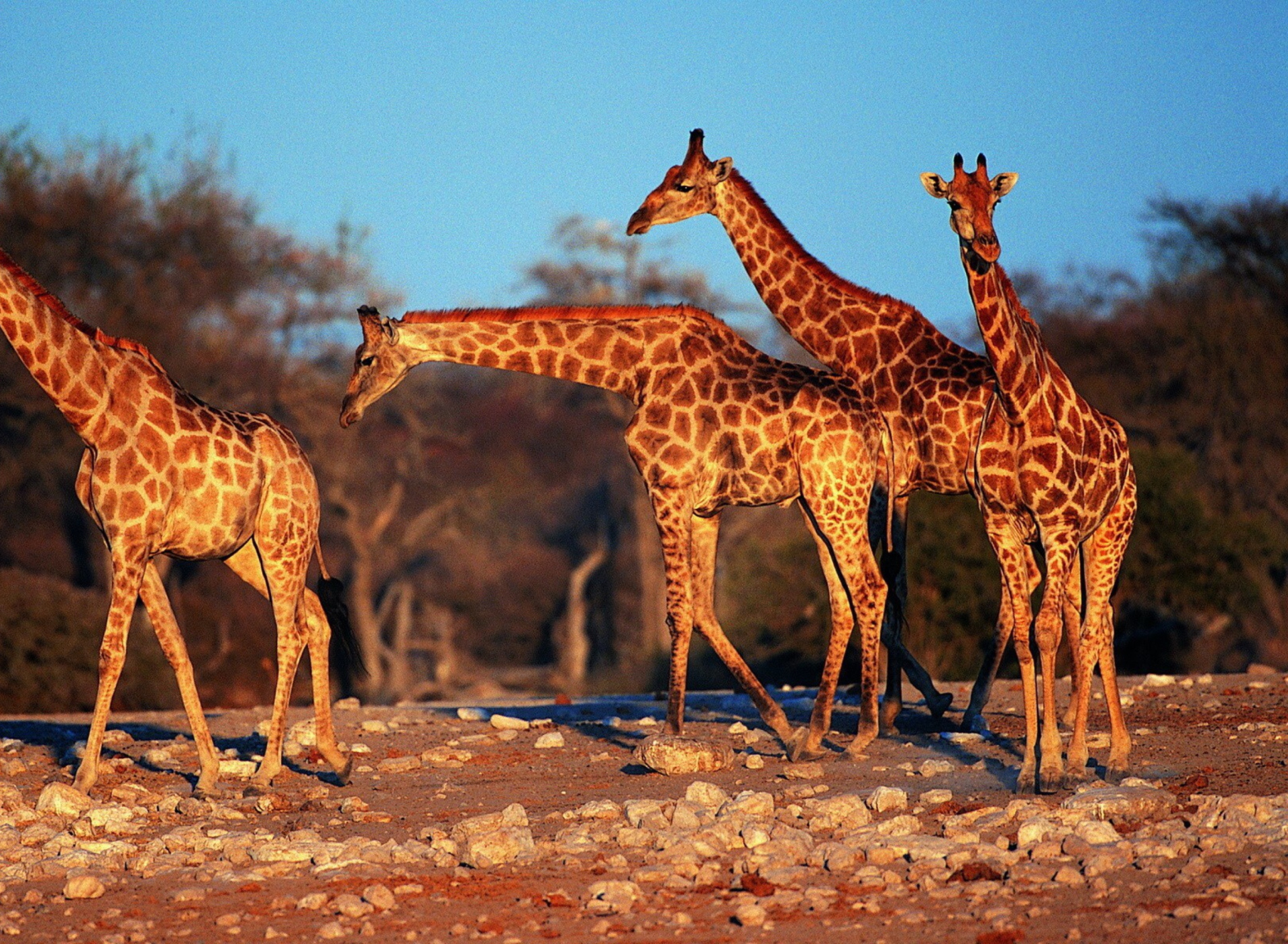 Обои Giraffes 1920x1408