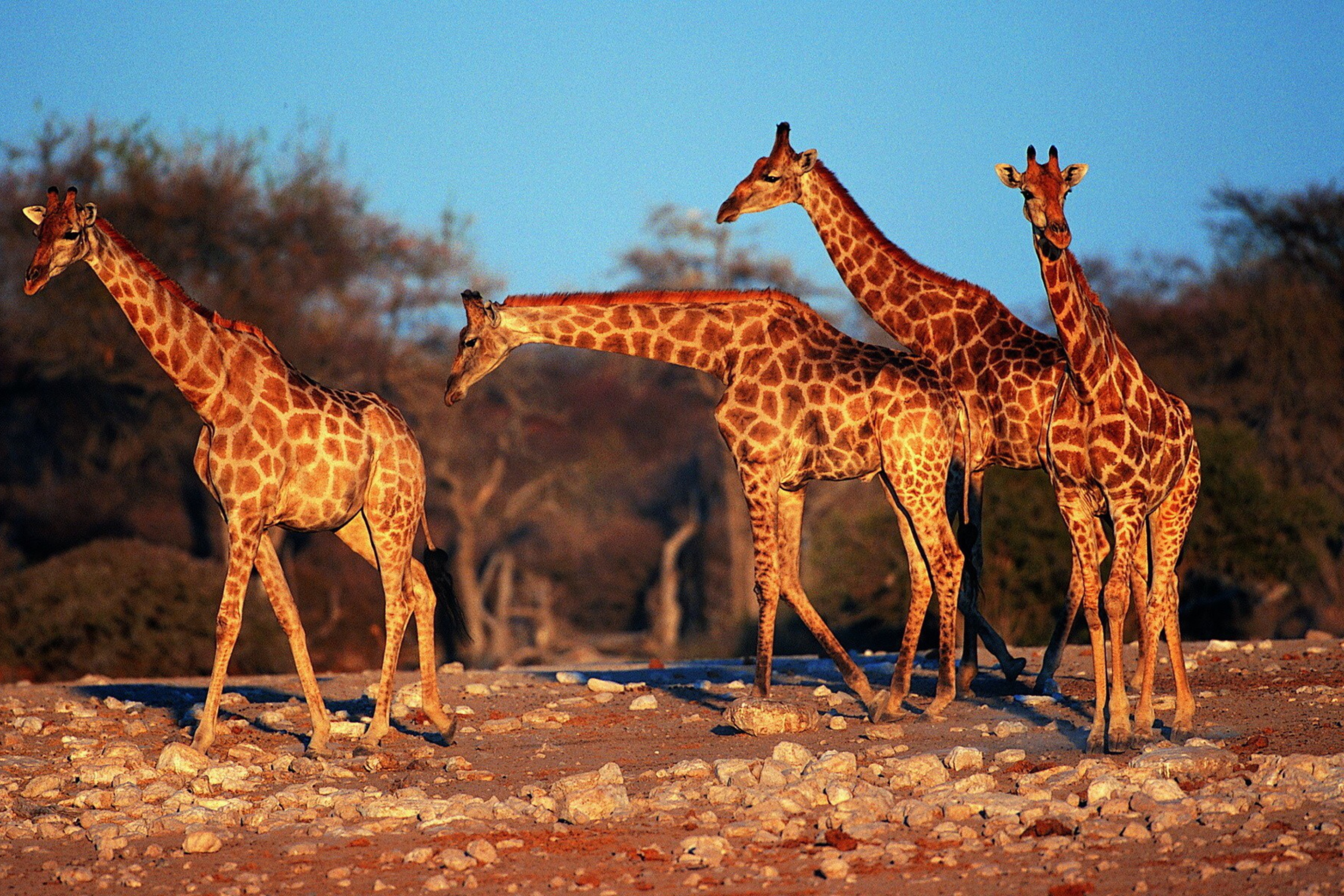 Sfondi Giraffes 2880x1920