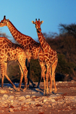 Fondo de pantalla Giraffes 320x480