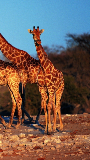 Fondo de pantalla Giraffes 360x640