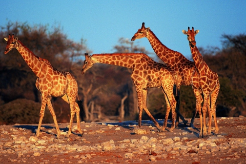 Fondo de pantalla Giraffes 480x320