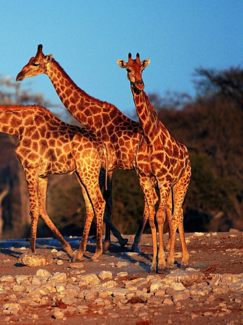 Giraffes screenshot #1 480x640