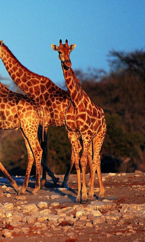 Fondo de pantalla Giraffes 480x800
