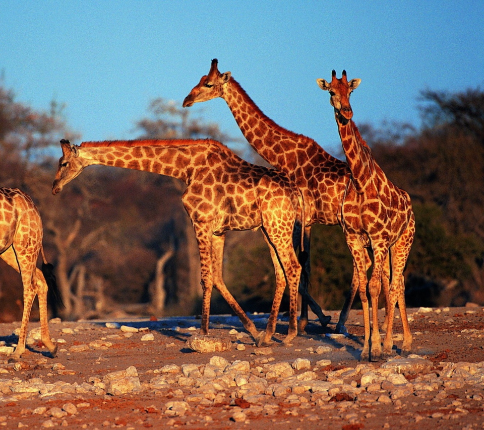 Giraffes wallpaper 960x854