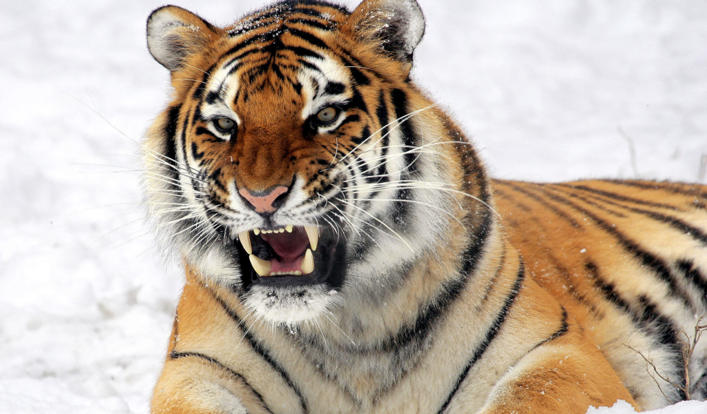 Screenshot №1 pro téma Tiger In The Snow 1024x600