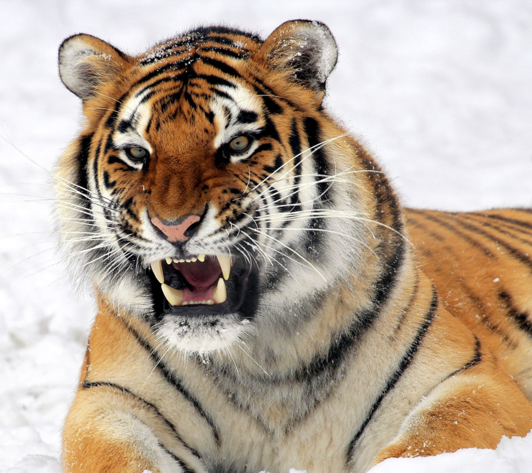 Sfondi Tiger In The Snow 1080x960