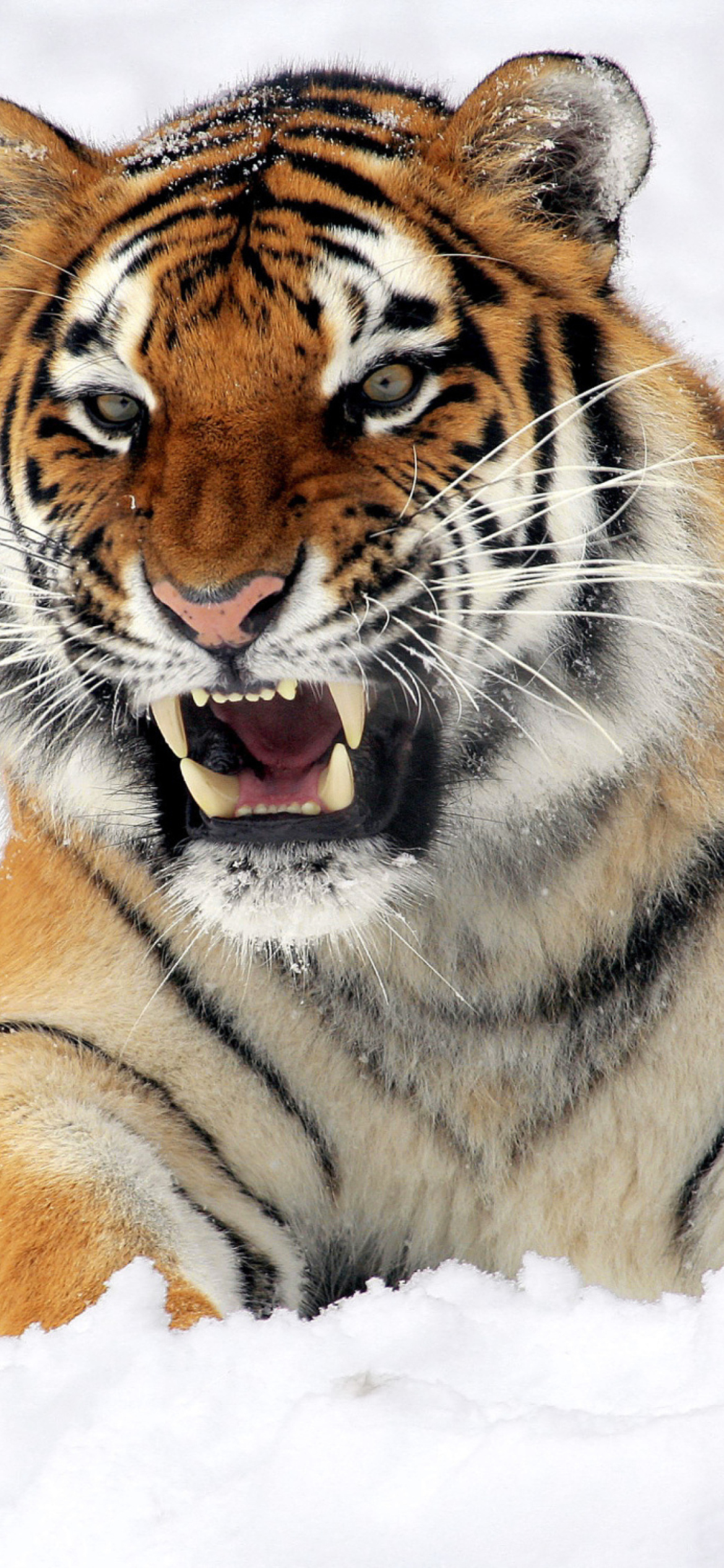 Screenshot №1 pro téma Tiger In The Snow 1170x2532