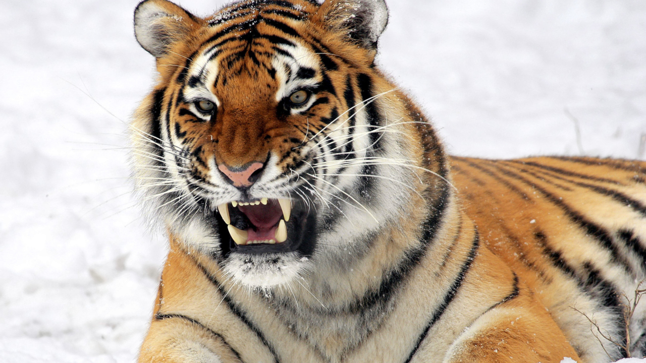 Screenshot №1 pro téma Tiger In The Snow 1280x720