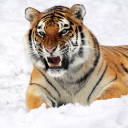 Screenshot №1 pro téma Tiger In The Snow 128x128
