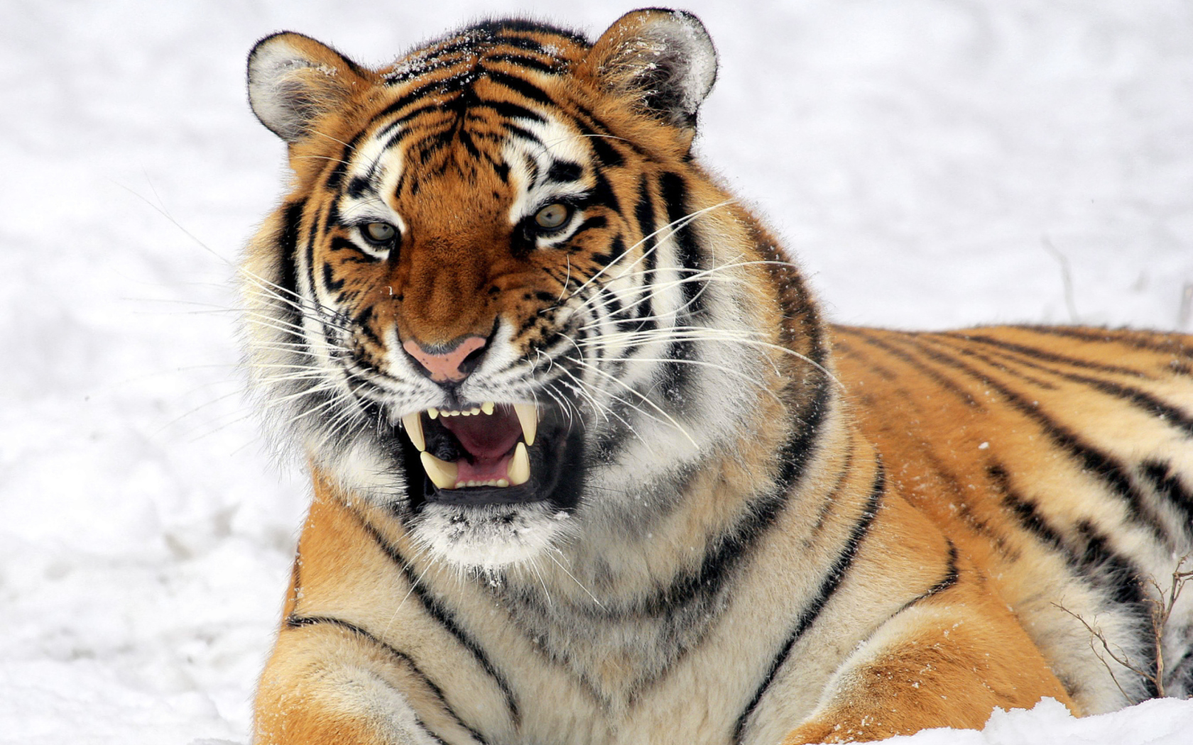 Screenshot №1 pro téma Tiger In The Snow 1680x1050