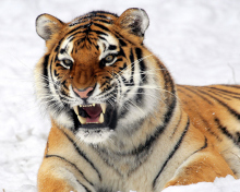 Обои Tiger In The Snow 220x176