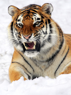 Das Tiger In The Snow Wallpaper 240x320