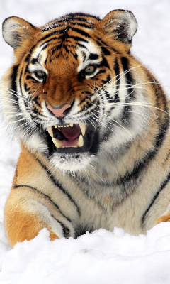 Das Tiger In The Snow Wallpaper 240x400