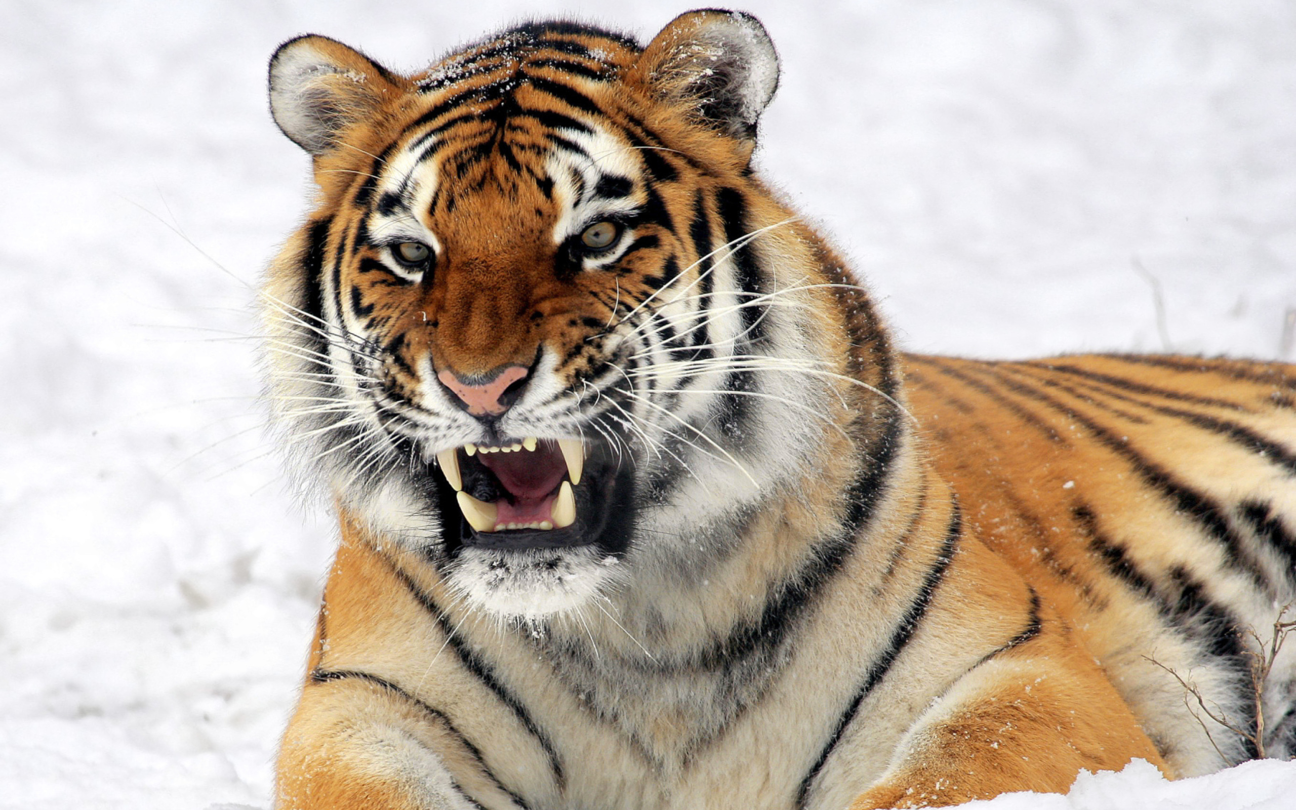 Fondo de pantalla Tiger In The Snow 2560x1600