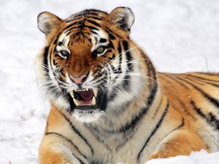 Das Tiger In The Snow Wallpaper 320x240