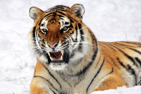 Screenshot №1 pro téma Tiger In The Snow 480x320