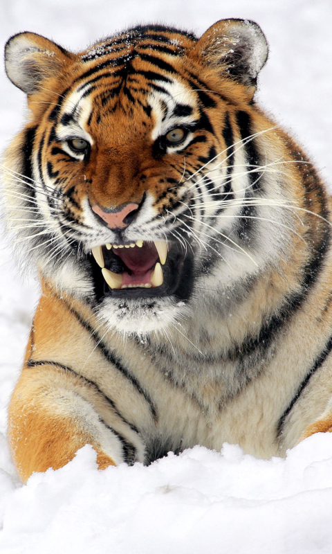 Das Tiger In The Snow Wallpaper 480x800
