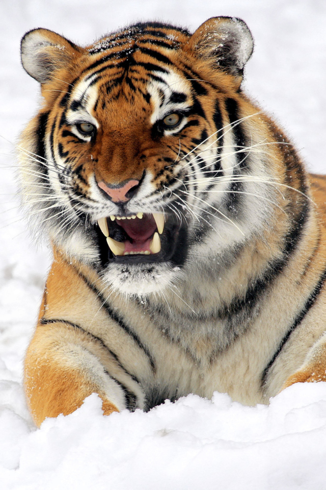 Fondo de pantalla Tiger In The Snow 640x960