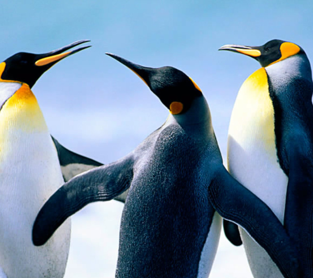Screenshot №1 pro téma Penguins by J. R. ANIL KUMAR 1080x960
