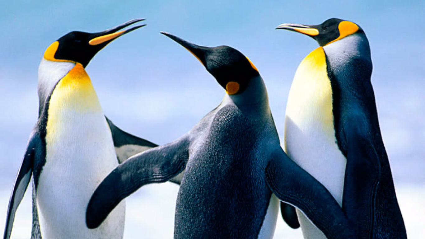 Fondo de pantalla Penguins by J. R. ANIL KUMAR 1366x768