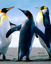 Screenshot №1 pro téma Penguins by J. R. ANIL KUMAR 176x220