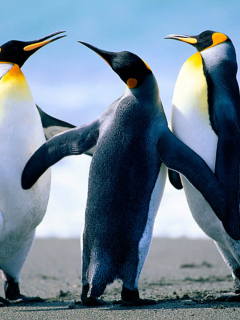 Обои Penguins by J. R. ANIL KUMAR 240x320