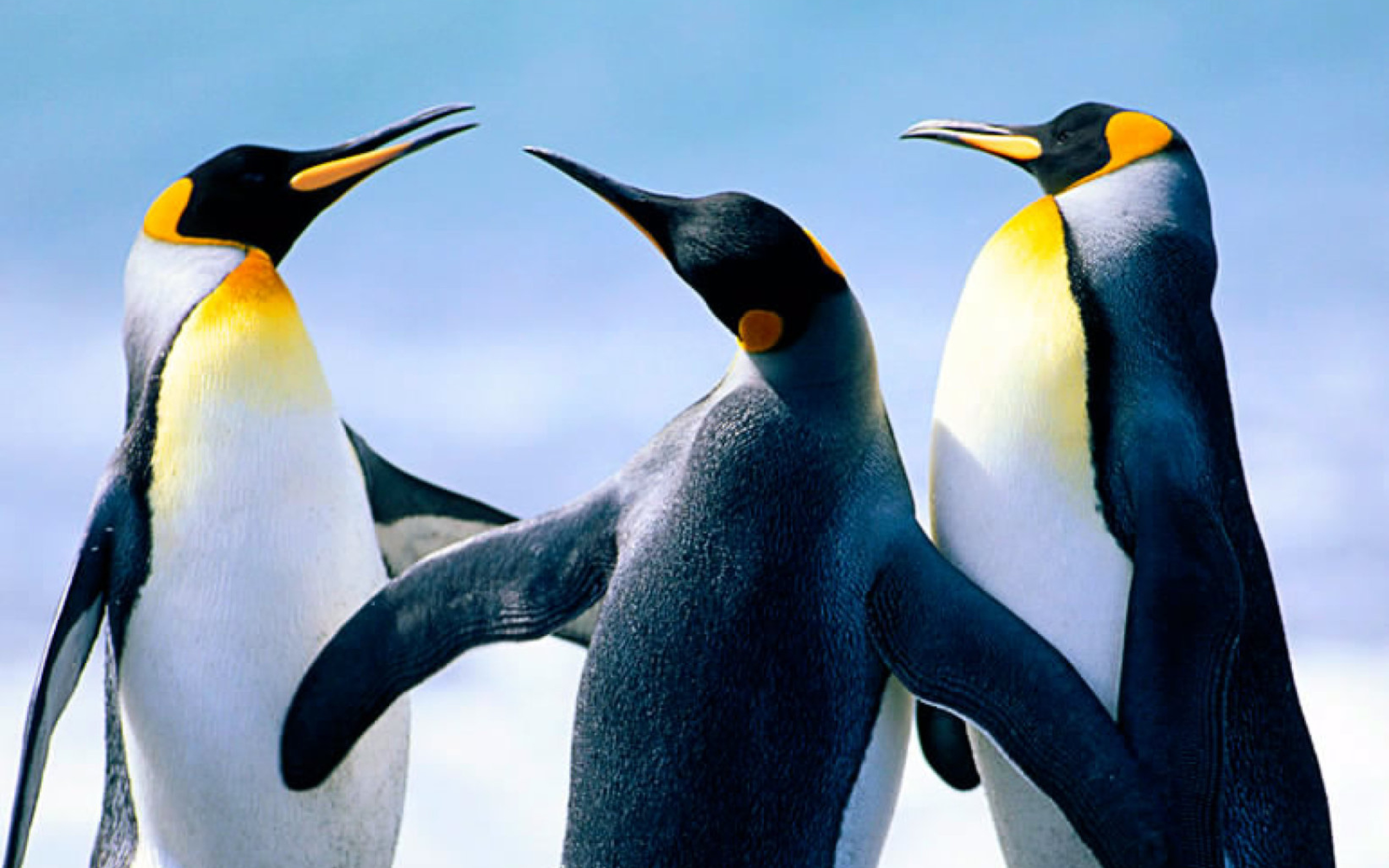 Fondo de pantalla Penguins by J. R. ANIL KUMAR 2560x1600