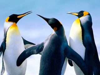 Screenshot №1 pro téma Penguins by J. R. ANIL KUMAR 320x240