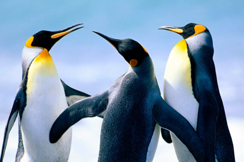 Screenshot №1 pro téma Penguins by J. R. ANIL KUMAR 480x320