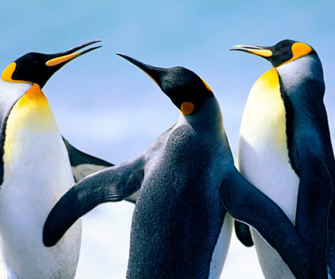 Fondo de pantalla Penguins by J. R. ANIL KUMAR 480x400