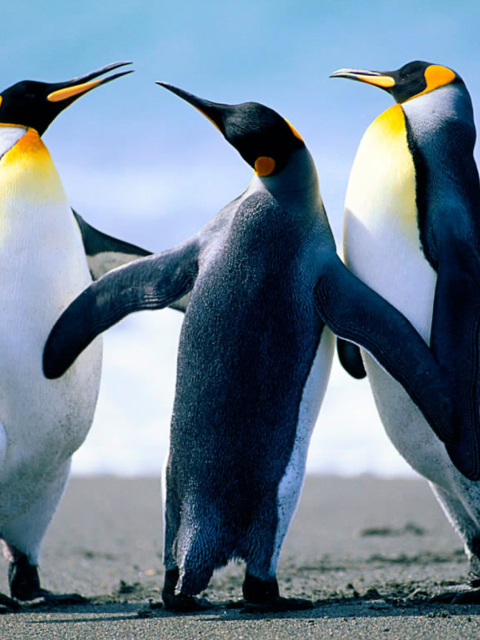 Penguins by J. R. ANIL KUMAR wallpaper 480x640
