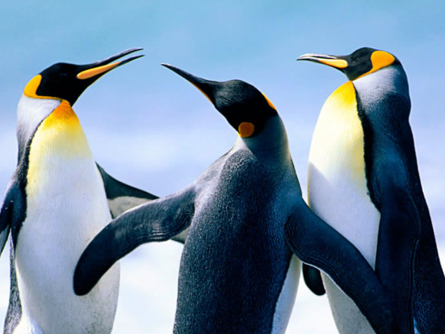 Обои Penguins by J. R. ANIL KUMAR 640x480