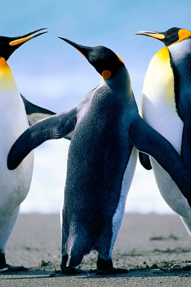 Screenshot №1 pro téma Penguins by J. R. ANIL KUMAR 640x960