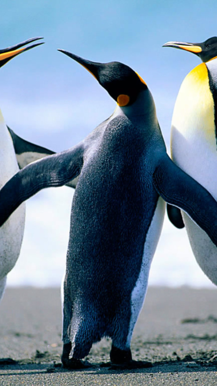 Обои Penguins by J. R. ANIL KUMAR 750x1334