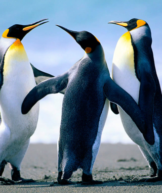 Penguins by J. R. ANIL KUMAR - Obrázkek zdarma pro 132x176