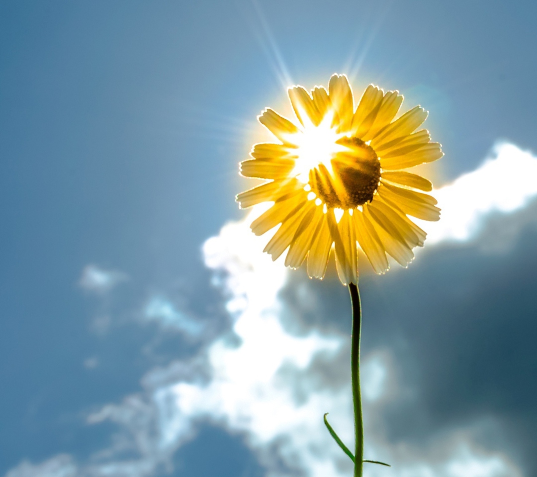 Sunny Flower wallpaper 1080x960