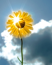Sfondi Sunny Flower 176x220