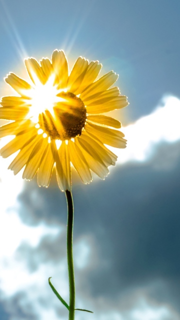 Sunny Flower wallpaper 360x640