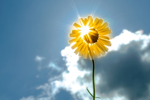 Sfondi Sunny Flower 480x320