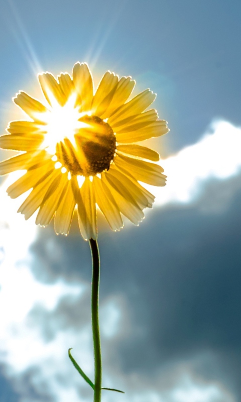 Fondo de pantalla Sunny Flower 480x800