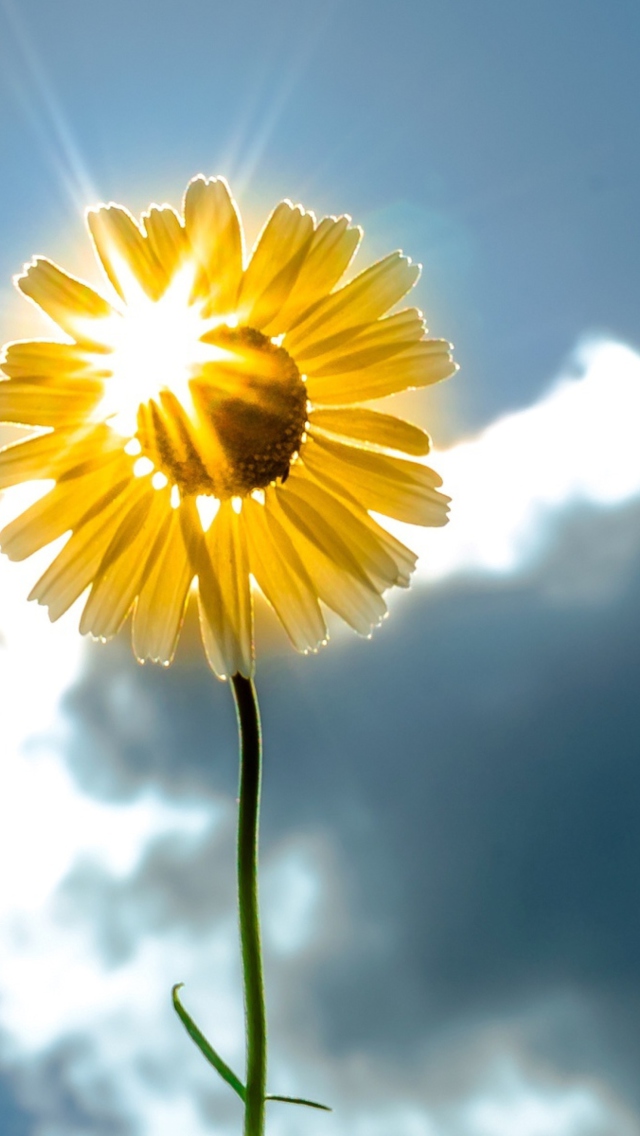 Das Sunny Flower Wallpaper 640x1136
