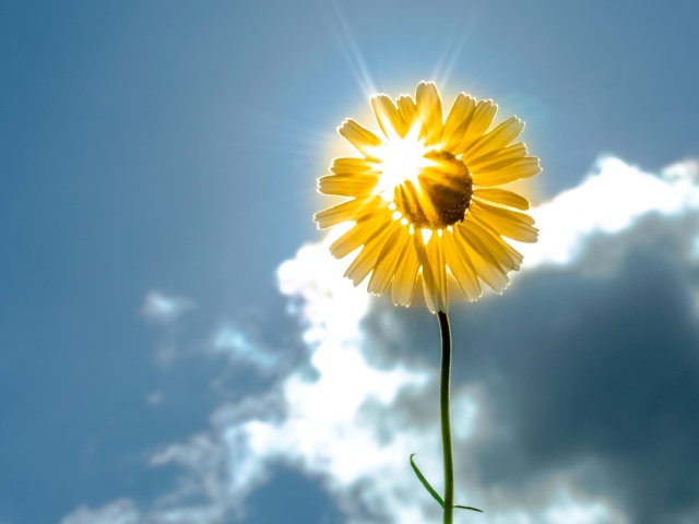 Sunny Flower wallpaper 640x480